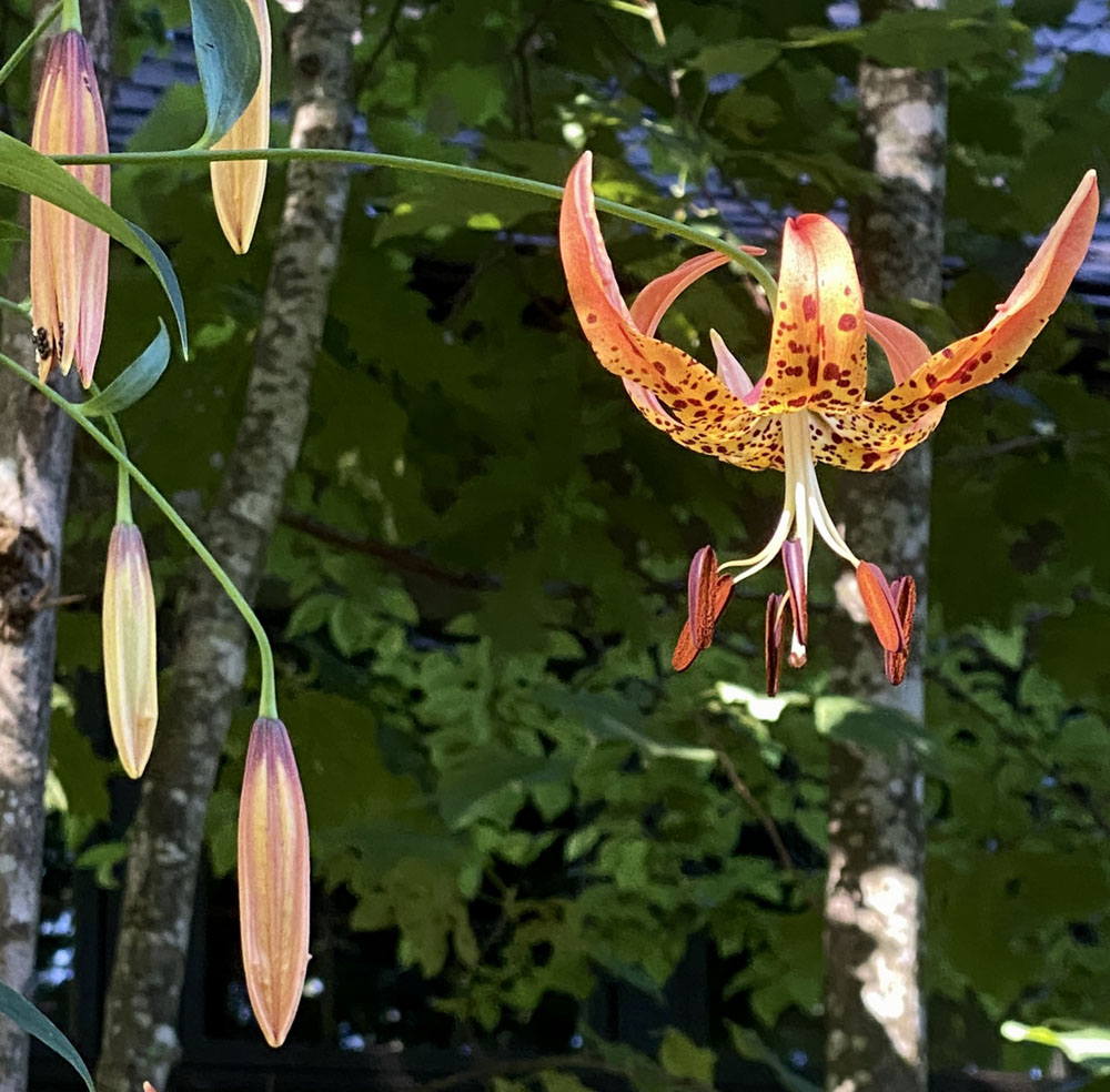 Turk's Cap Lily, North American wildflower