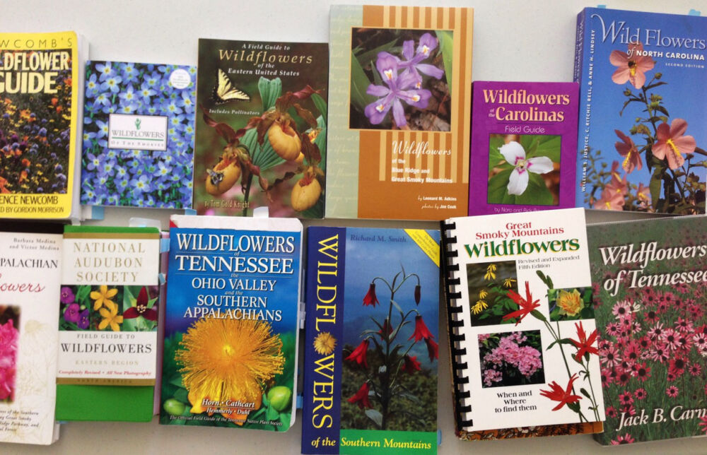 Welcoming Wildflowers in the Garden - Flower Magazine