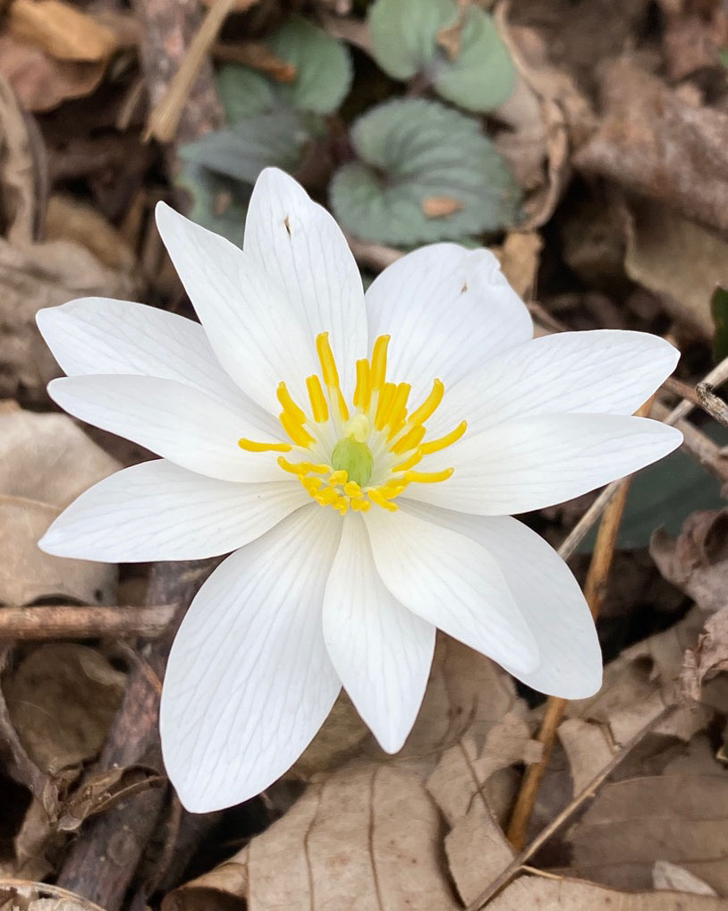 white bloom on bloodroot plant