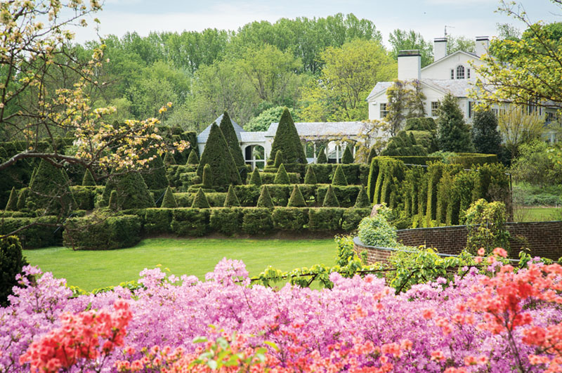 In the background, Ladew's green topiary garden sets off a bed of lush, pink-blooming azaleas in the foreground