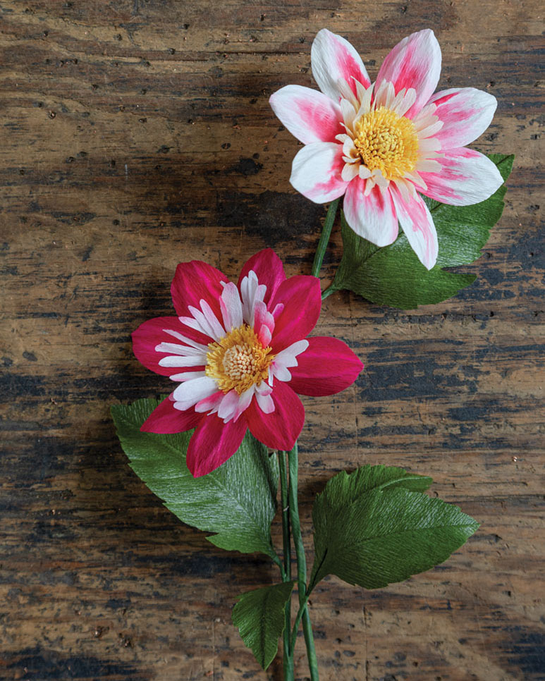 pink paper dahlias by Suzonne Sterling