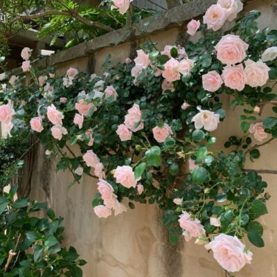 pale pink climbing roses on a wall