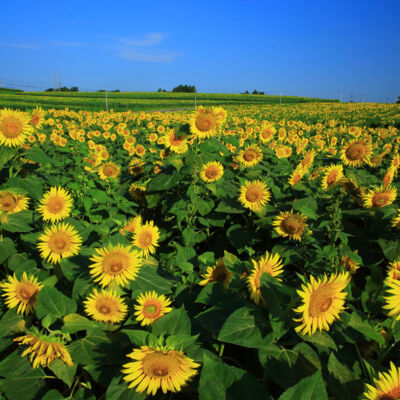 Sunflower,Field,Of,Miyagi,Pref.