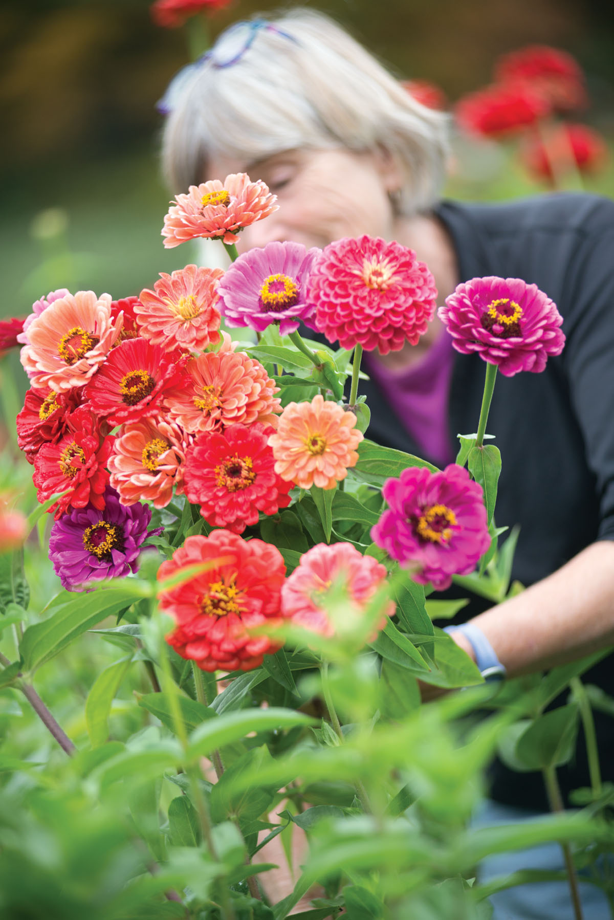 zinnia in a range of pink and purple uses, bloom at Edgewater Farm in New Hampshire