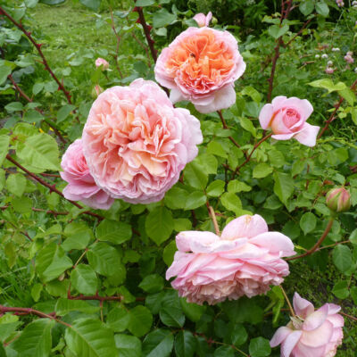 Rosa 'Abraham Darby, an old-style garden rose that thrives under natural rose care