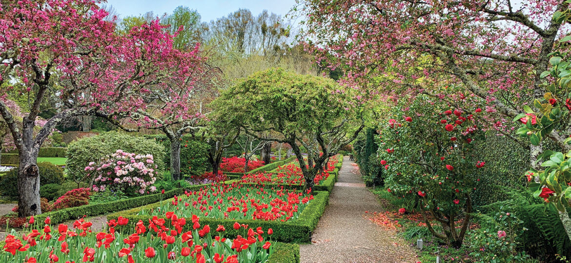 Beds of red tulips at Filoli