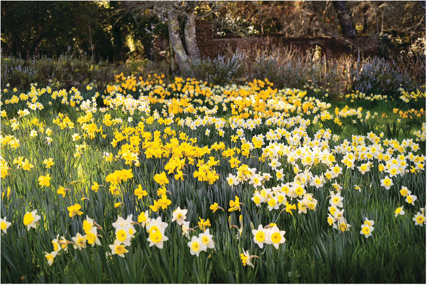 daffodils at Filoli