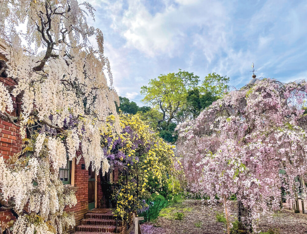 Multiple varieties of wisteria drape and bow along walls and walkways at Filoli