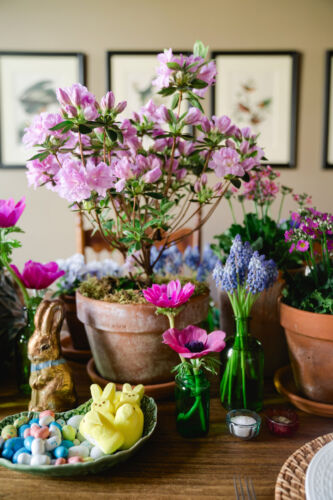Easter table centerpiece with potted pink azalea, vases of grape hyacinth, and vases of anemones.