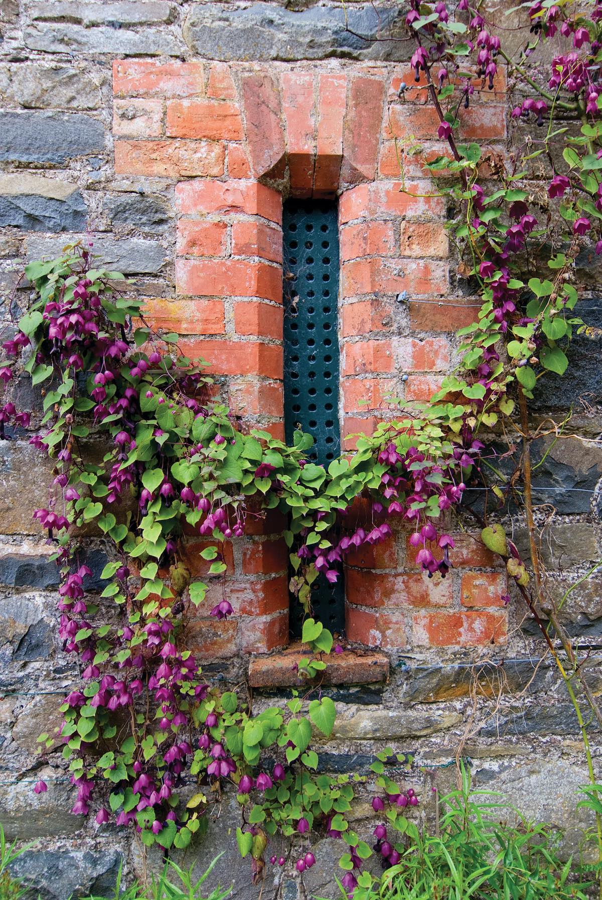 Flowering rhodochiton vine growing across narrow window