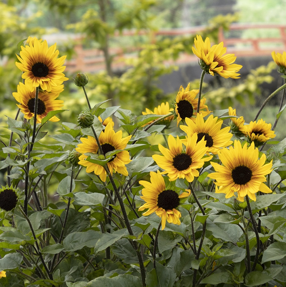 How to Plant a Pollinator Garden - Flower Magazine
