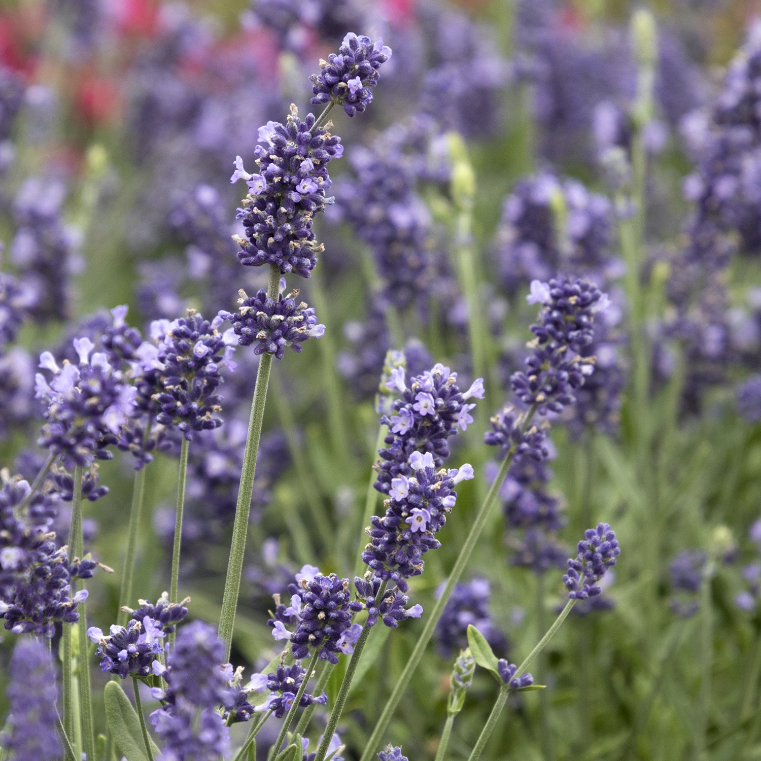 Aromatico™ Blue Imp Lavender
