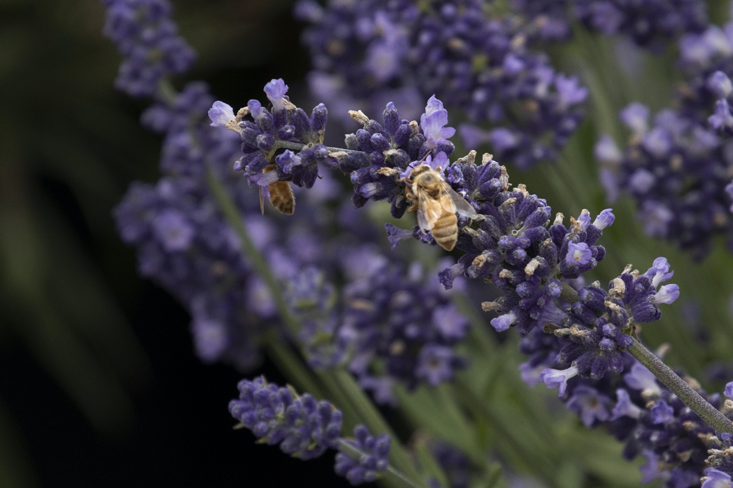 Honeybees on lavender flowers