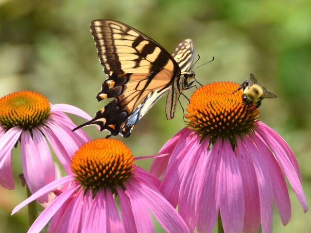 Swallowtail butterfly and bee on coneflowers in pollinator garden