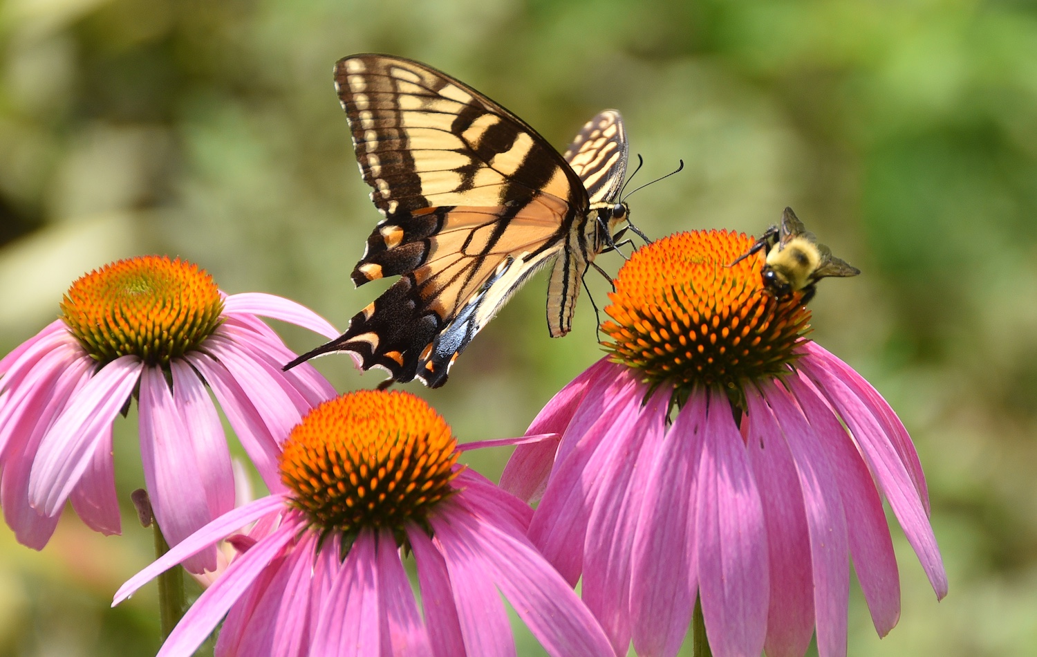 Swallowtail butterfly and bee on coneflowers in pollinator garden