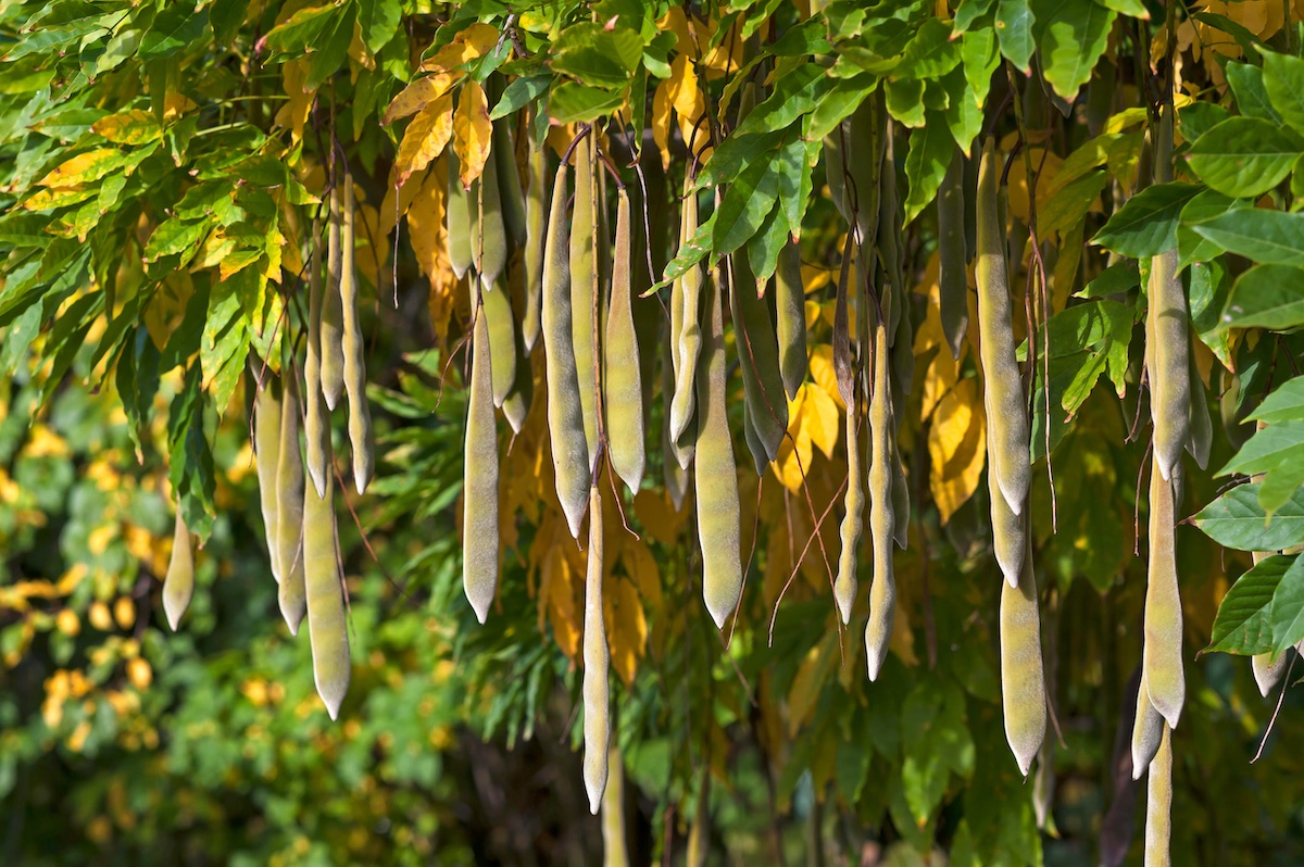 wisteria seed pods