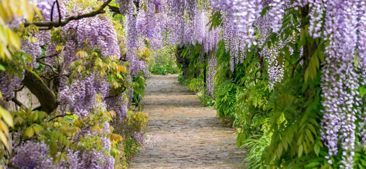 Paved garden path through tunnel of Japanese wisteria vines