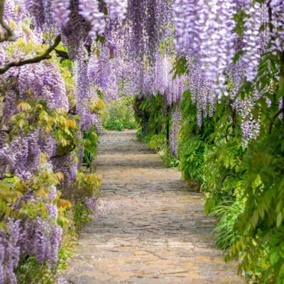 Paved garden path through tunnel of Japanese wisteria vines