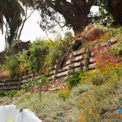 Flowers spilling over garden wall and steep landscape at Black Point Historic Gardens
