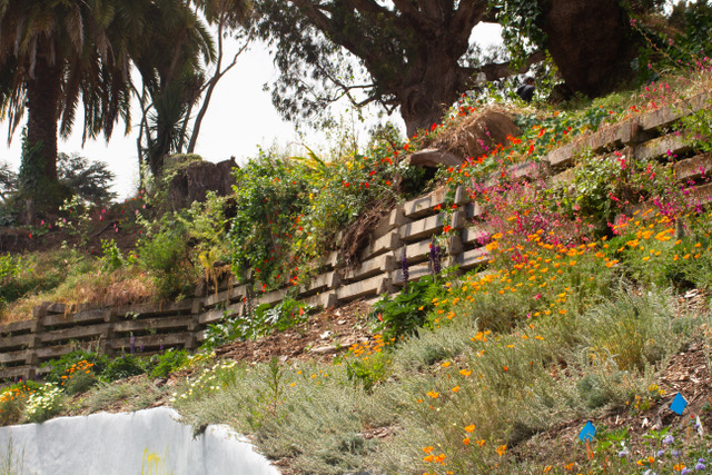 Flowers spilling over garden wall and steep landscape at Black Point Historic Gardens