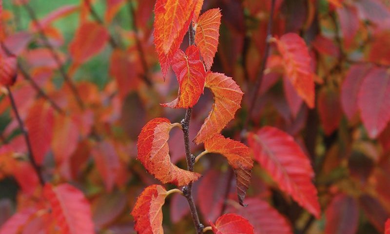 Red, fall leaves of Firespire® Musclewood from Johnson's Nursery