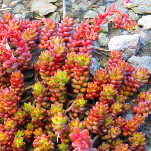 Red and green fall foliage of sedum sexangulare