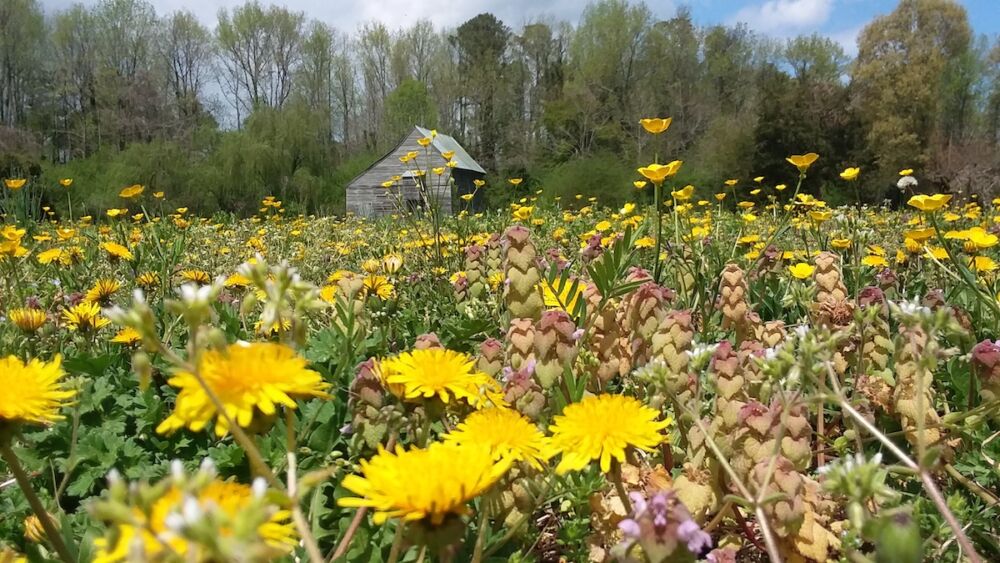 Marigolds and other wildflowers in Gloucester, Virginia meadow