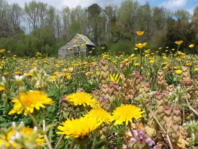 Marigolds and other wildflowers in Gloucester, Virginia meadow