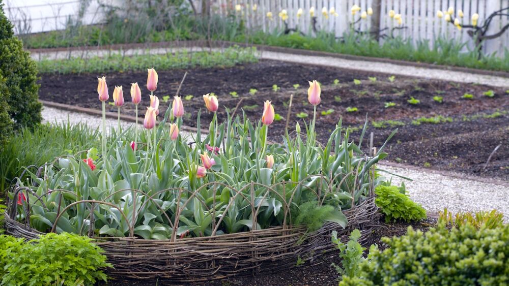 Pink and yellow tulips planted in woven twig edged bed alongside vegetable garden.