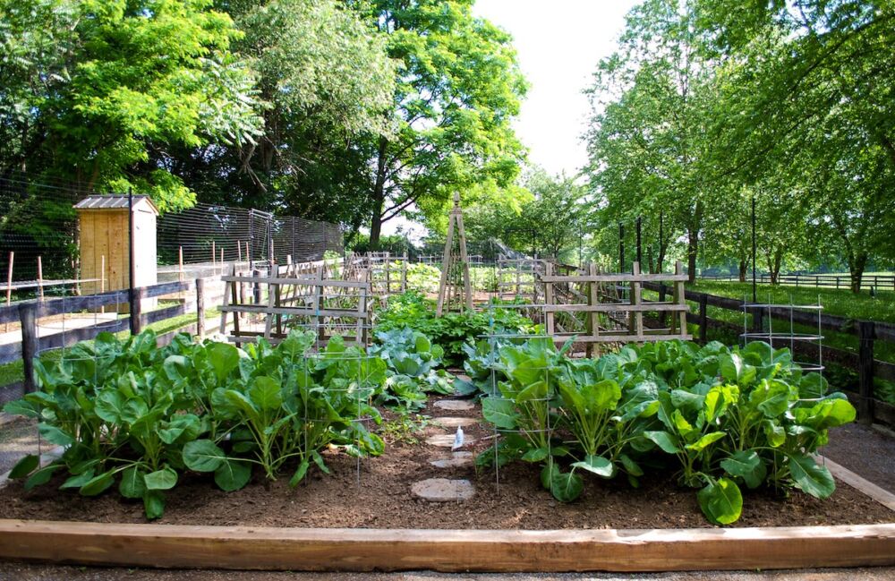 Raised bed vegetable garden at Virginia home