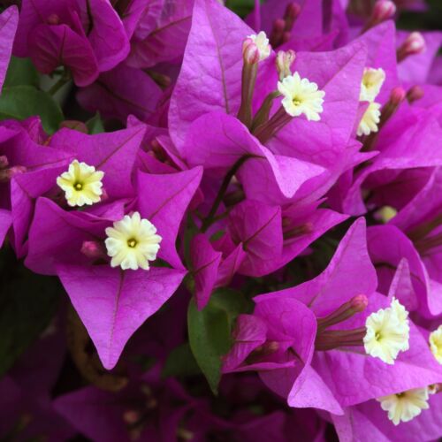 Bougainvillea flowers and bracts.