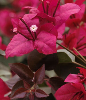 Burgundy Queen Bougainvillea flowers and foliage