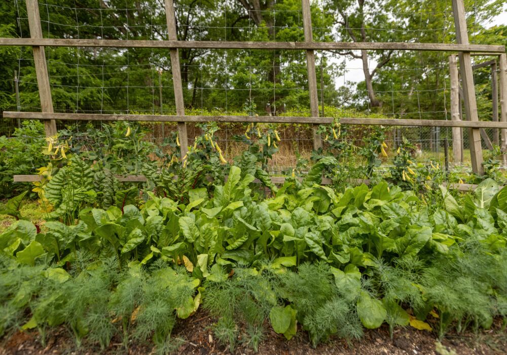 Dill, swiss chard, and honey snap peas are planted together in this garden.