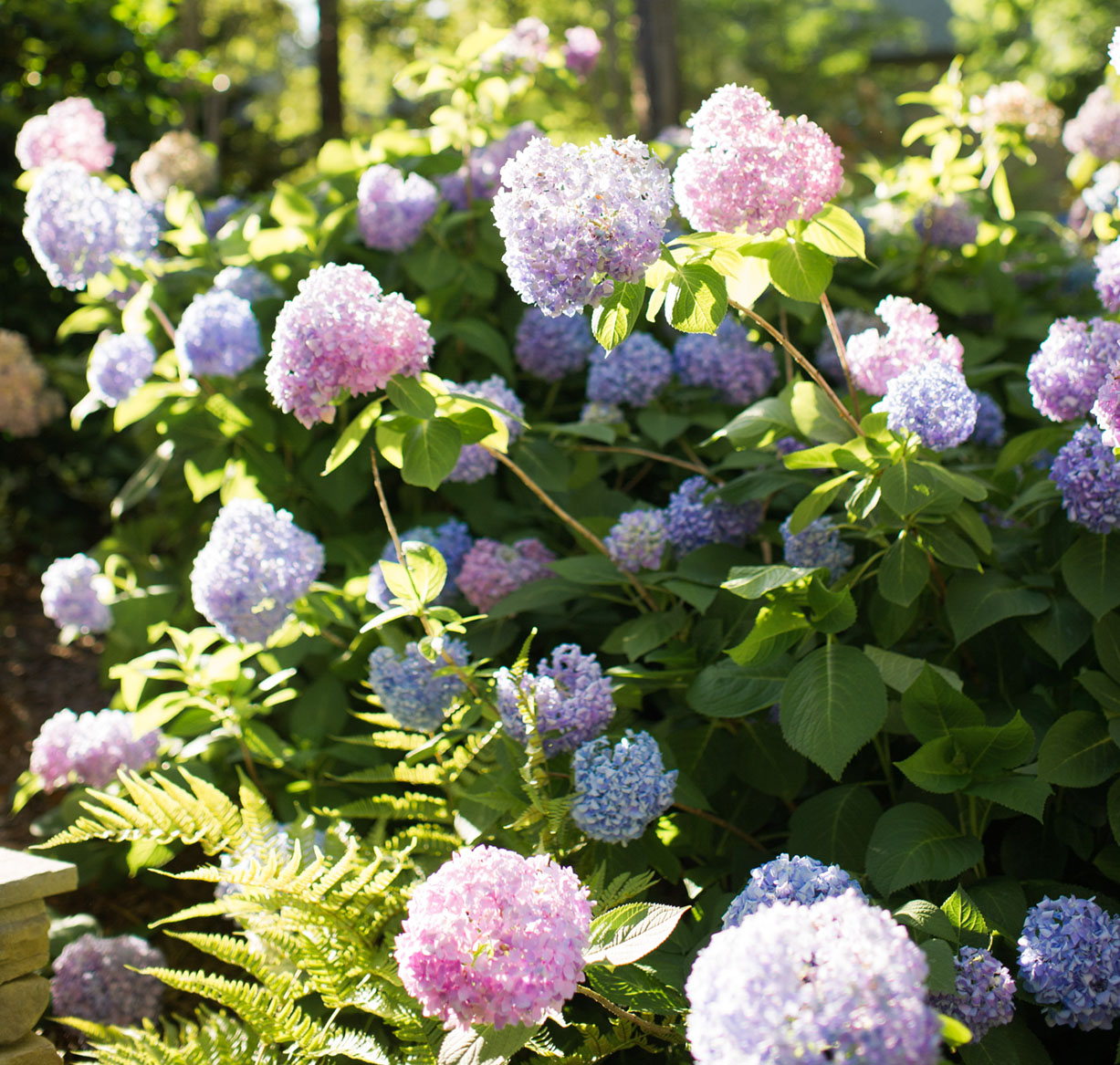 pink and purple hydrangeas bloom in the spring sun