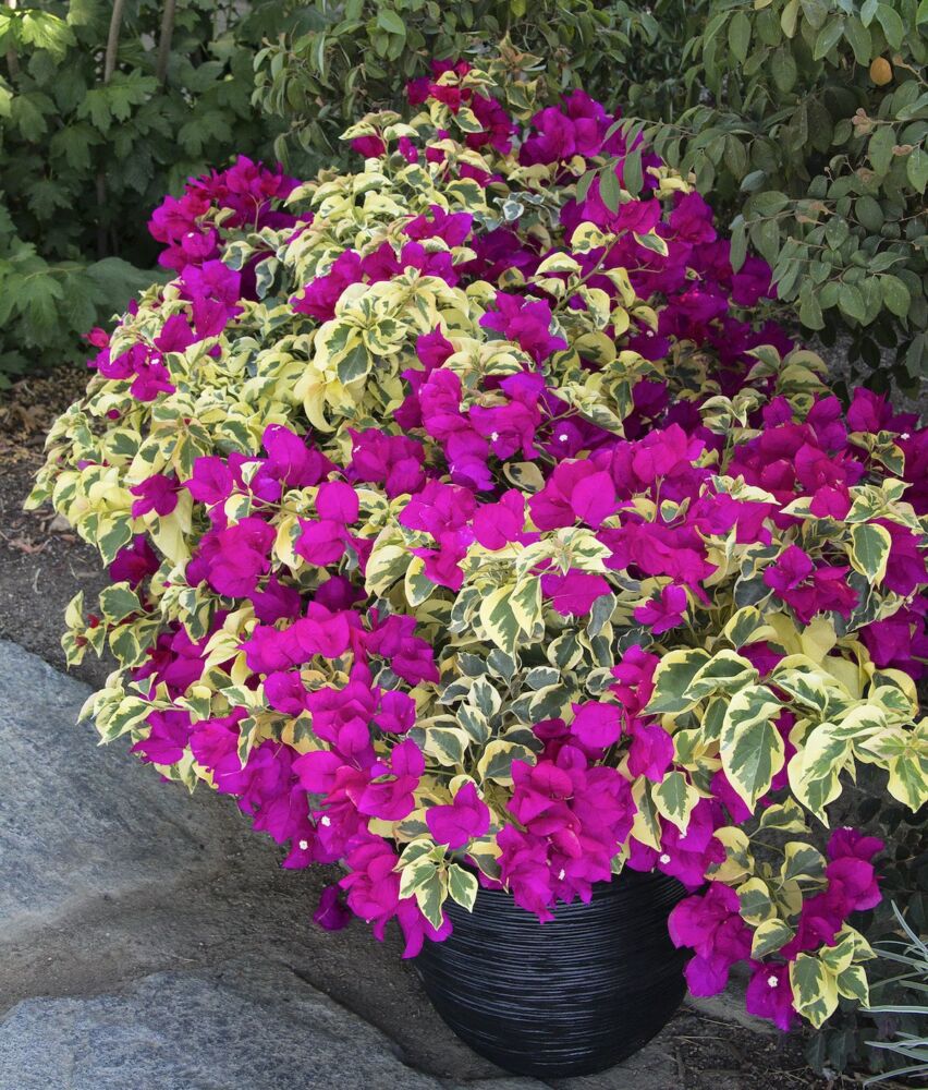 Raspberry Ice bougainvillea with variegated foliage and bright fuschia flowers