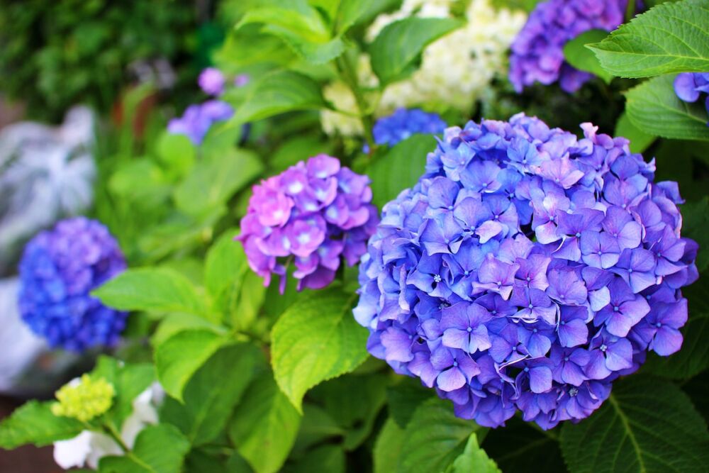 Blue hydrangea flower with more pink and darker blue blossoms.