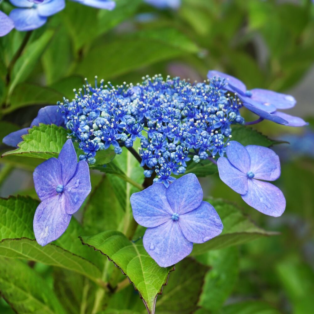 Blue, lacecap hydrangea flower