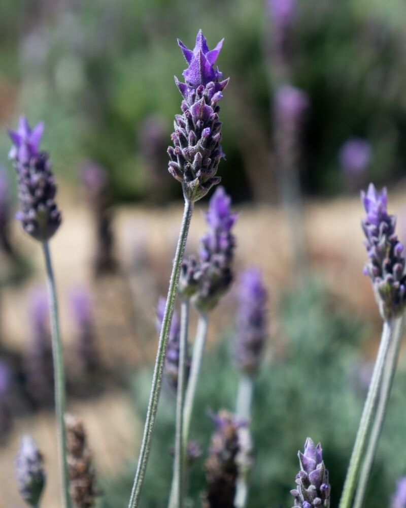 Flowers of French Lavender growing in garden
