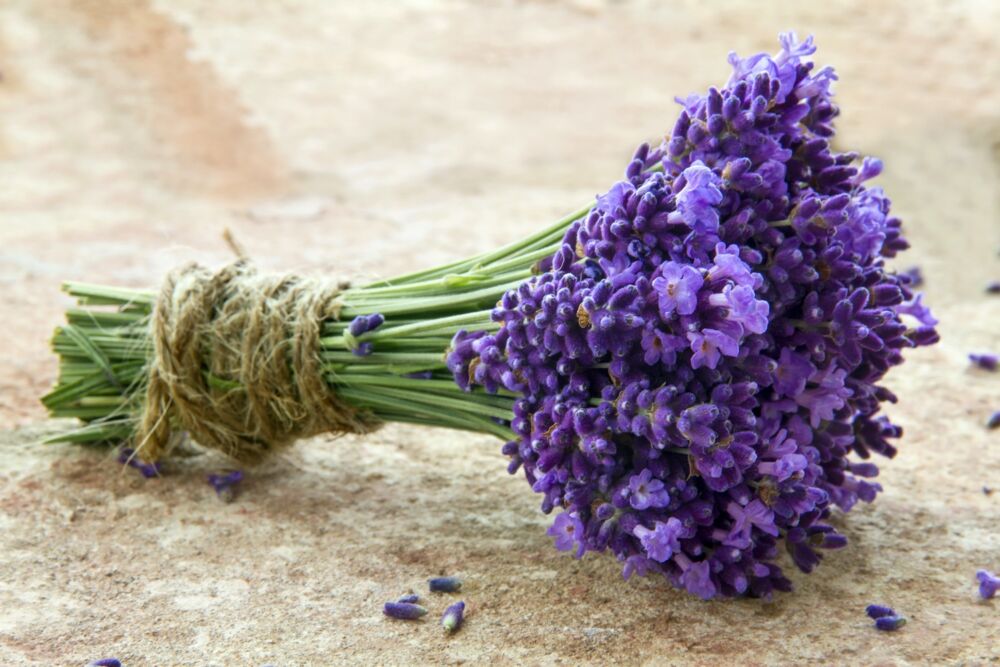A bundle of freshly-cut lavender flowers tied with jute twine