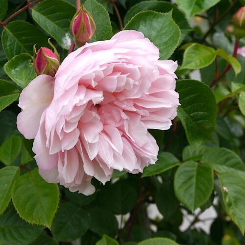 Pink flower and buds of David Austin Generous Gardener climbing rose