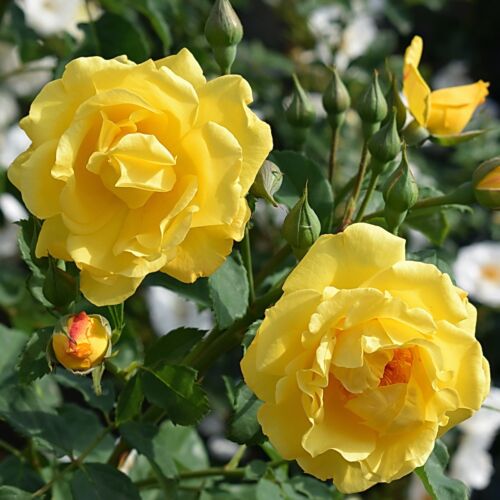 Yellow flowers and buds of Golden Gate climbing rose