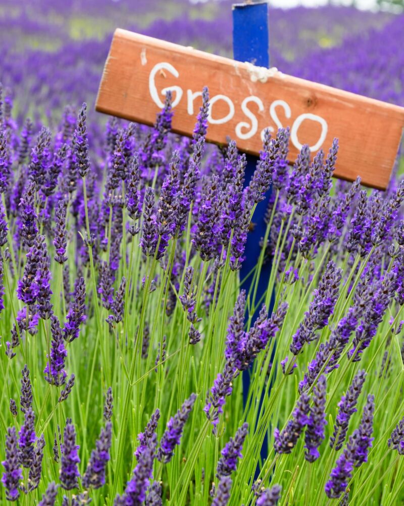 Hand-lettered 'Grosso' plant label/sign in field of Grosso Dutch lavender