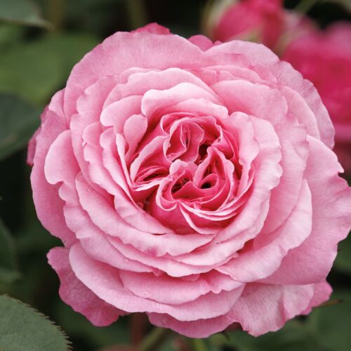 Pink blossom of Heavenly Ascent® climbing rose.