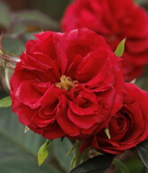 Red flowers of Heavenly Ascent® climbing rose