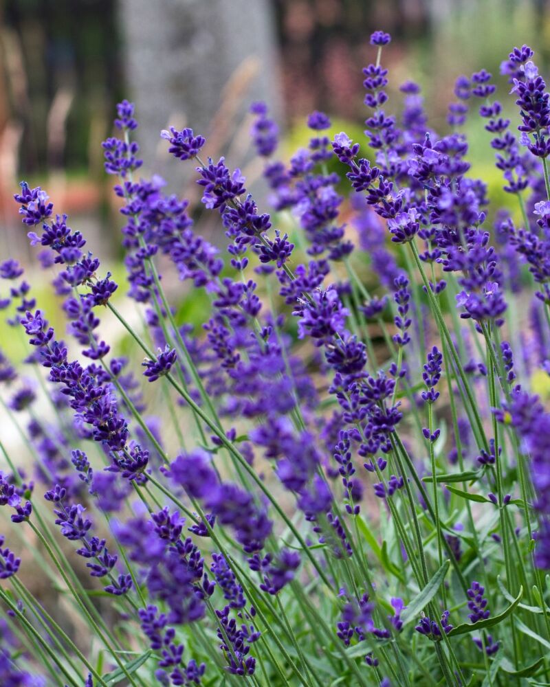Dark-violet-flowering Hidcote English lavender