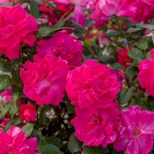 Bright pink flowers of Highwire Flyer climbing rose