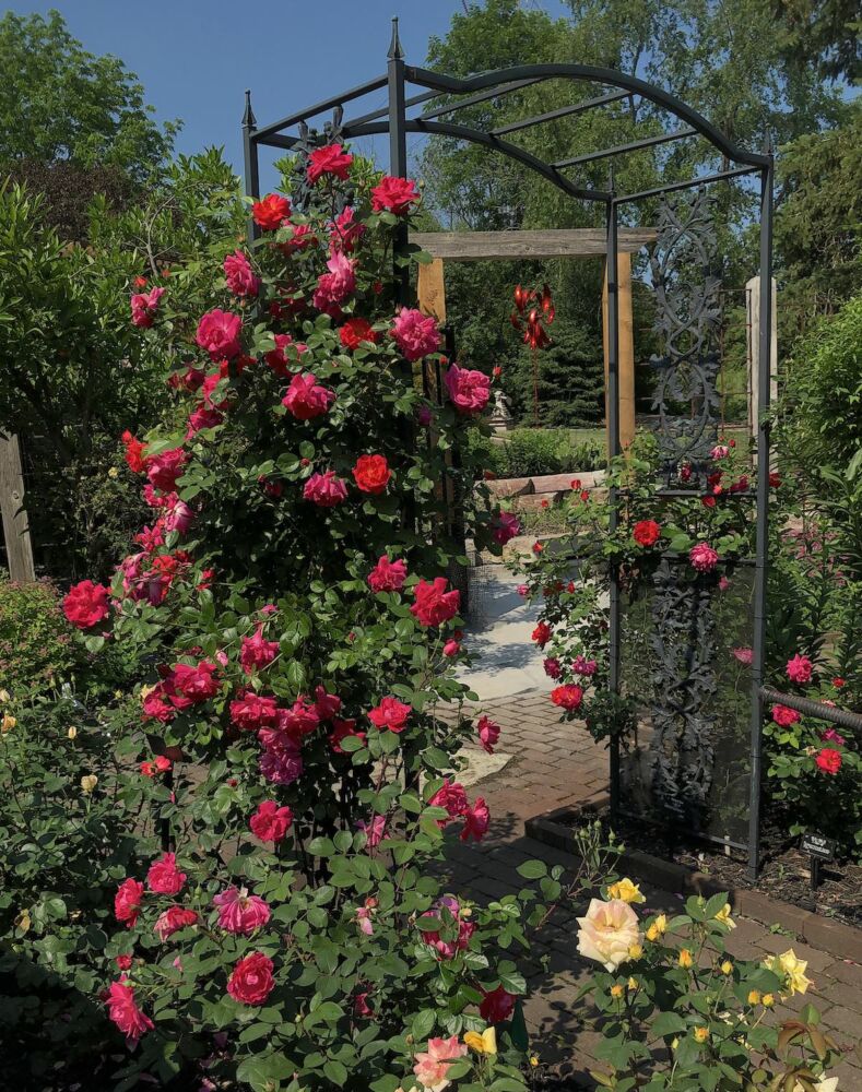 Red flowering Highwire Flyer climbing rose on arbor in Bill Radler's garden