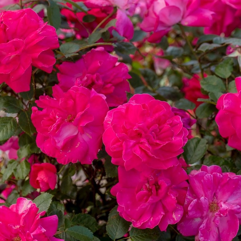 Climbing Roses Go Above and Beyond - Flower Magazine