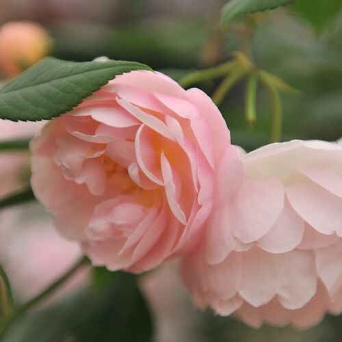 Pink flowers of Lady of the Lake rambling rose