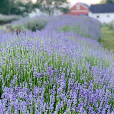 Row of flowering lavender at Glendarragh Farm in Maine.
